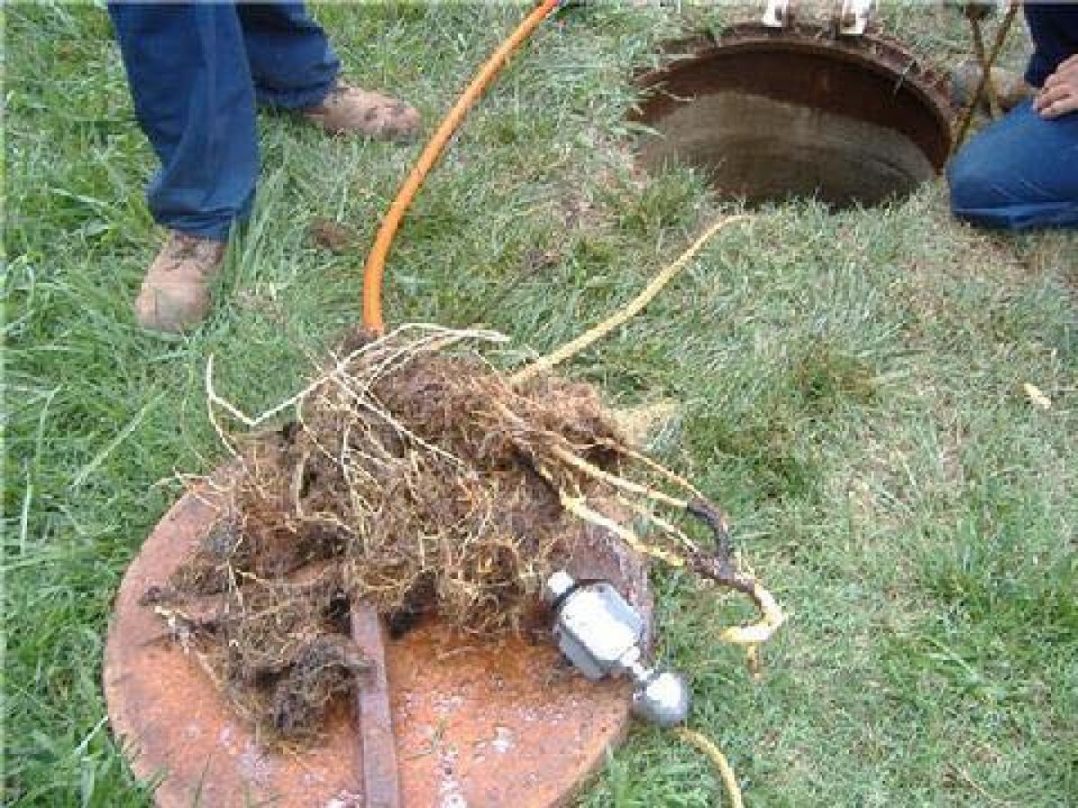 Root cutting/removal Absolute Drainage Solutions